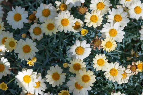 Egy Közeli Kép Virágzó Százszorszépekről — Stock Fotó