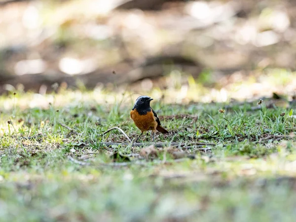 Primo Piano Daurian Redstart Sull Erba — Foto Stock