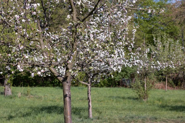 Kwitnące Drzewa Ogrodzie — Zdjęcie stockowe