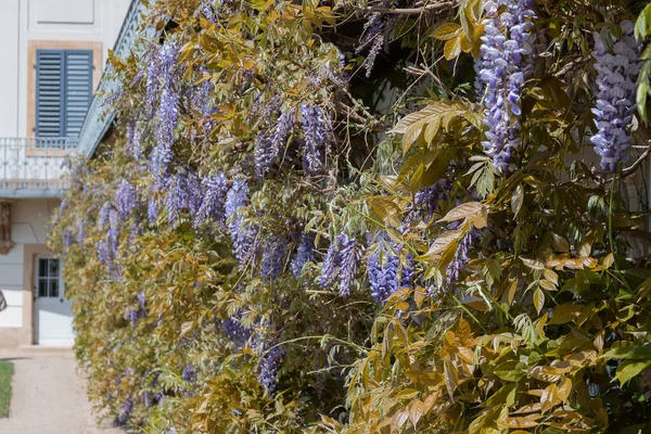 Bir Kentsel Alanda Büyüyen Wisteria Çiçeklerinin Yakın Plan Çekimi — Stok fotoğraf