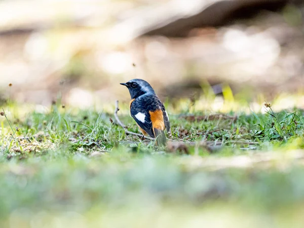 Daurian Redstart Closeup — 스톡 사진