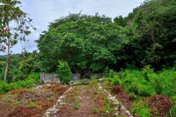 通往塞舌尔森林的石路 — 图库照片