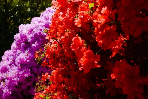 Zbliżenie Ujęcie Czerwonych Purpurowych Rhododendron Kwiaty — Zdjęcie stockowe