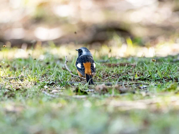 Primo Piano Uno Shrike Dalla Testa Toro Sull Erba — Foto Stock