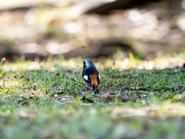 Een Close Shot Van Een Stier Headed Shrike Het Gras — Stockfoto