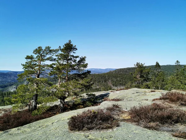 Hermoso Tiro Árboles Bajo Cielo Brillante Farmenroysa Hill Vestfold Noruega —  Fotos de Stock