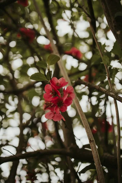 Gros Plan Belles Fleurs Japonica — Photo