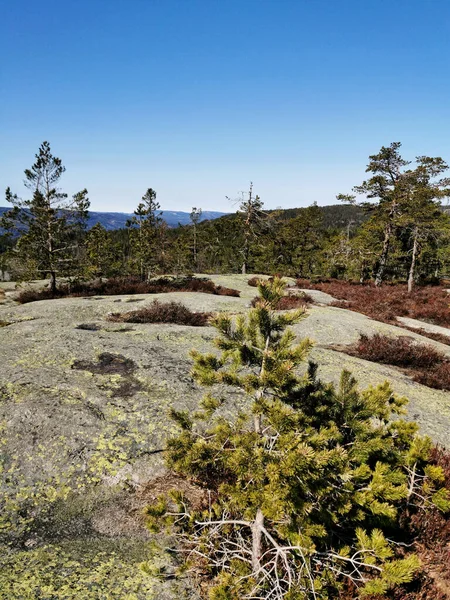 노르웨이 토프에 언덕의 아래있는 나무들의 — 스톡 사진