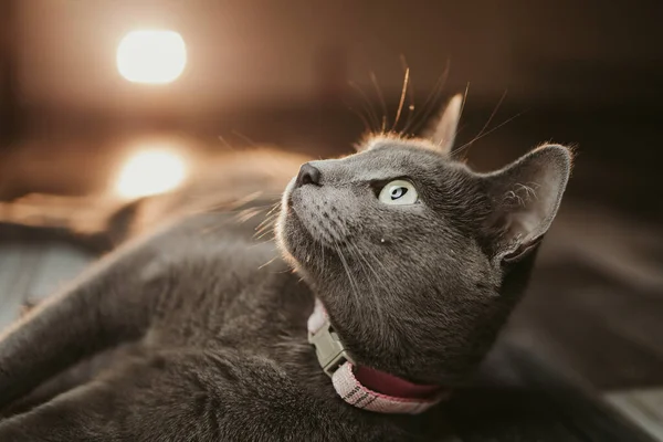 Крупним Планом Чорний Кіт Зеленими Очима — стокове фото