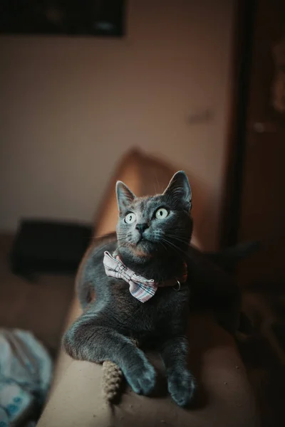 Tiro Vertical Gato Gris Con Una Pajarita Sentada Sofá — Foto de Stock