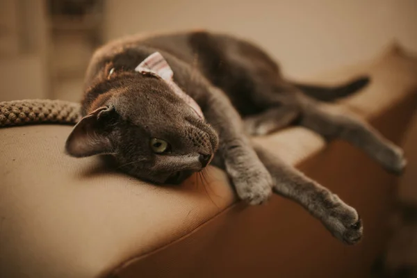 소파에 넥타이를 귀엽게 집고양이 — 스톡 사진