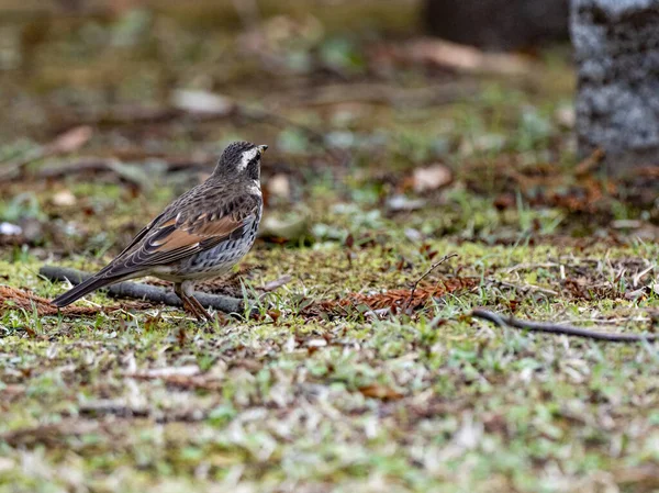 Closeup Shot Dusky Thrush Grass — Stock Photo, Image