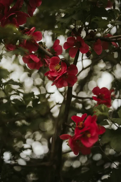 Een Close Shot Van Atree Bloesem — Stockfoto