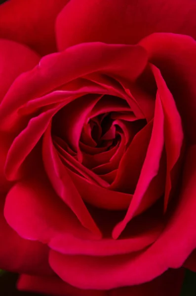 Macro Plan Vertical Une Rose Rouge Fleurs Parfait Pour Mobile — Photo