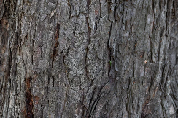 Stara Struktura Kory Drzewa Tle — Zdjęcie stockowe