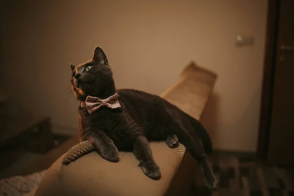 Primo Piano Gatto Nero Con Gli Occhi Verdi — Foto Stock