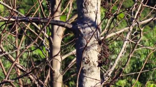 Widok Las Gałęziami Drzew Słoneczny Dzień Koncepcja Letnia Widok Bliska — Wideo stockowe