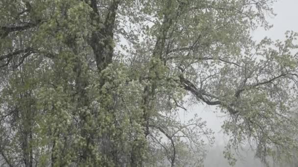空に緑の葉を持つ木の枝雨の日夏のコンセプトビュー — ストック動画