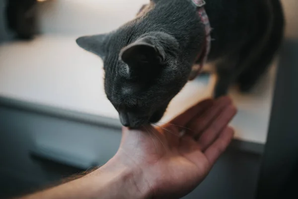 一只灰色英国猫舔人的手指的肖像 — 图库照片
