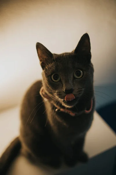 彼の唇をなめる蝶ネクタイの灰色の英国の猫の肖像画 — ストック写真