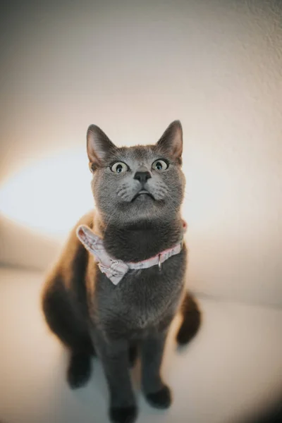 Retrato Gato Británico Gris Con Una Pajarita Sentada Sobre Mesa —  Fotos de Stock