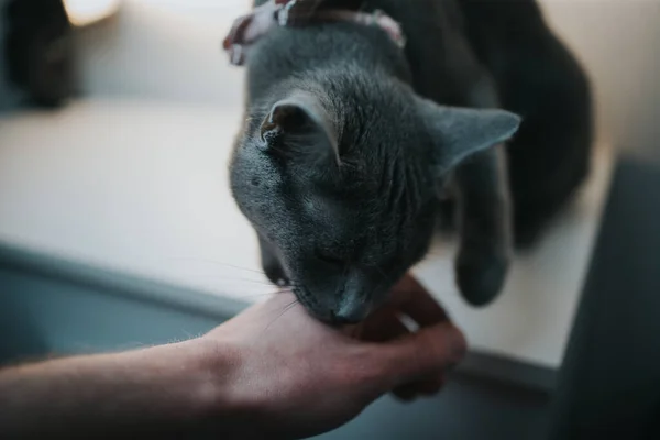 Portrait Gray British Cat Licking Man Hand — Stock Photo, Image