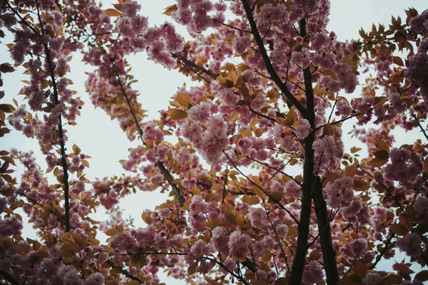 Den Vackra Körsbär Blomma Sakura Våren Över Himlen — Stockfoto