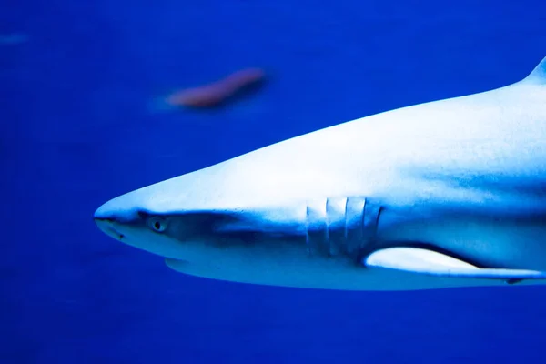 Egy Gyönyörű Felvétel Egy Szürke Zátonyról Carcharhinus Amblyrhynchos Amint Víz — Stock Fotó