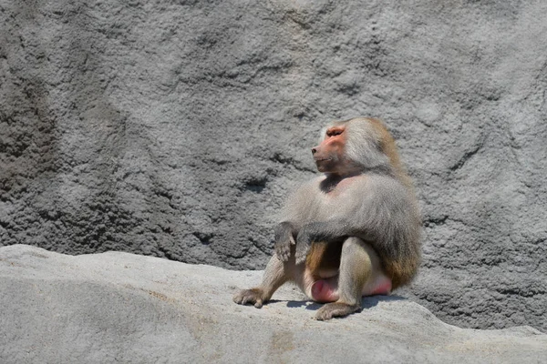 Μια Οικογένεια Μαϊμούδων Στο Ζωολογικό Κήπο — Φωτογραφία Αρχείου