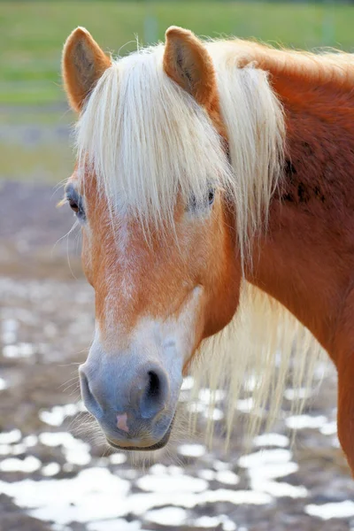 Een Verticaal Schot Van Een Bruin Paard — Stockfoto