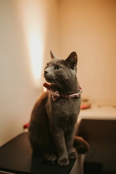 テーブルの上に座っている弓のネクタイにグレーの英国の猫のクローズアップショット — ストック写真