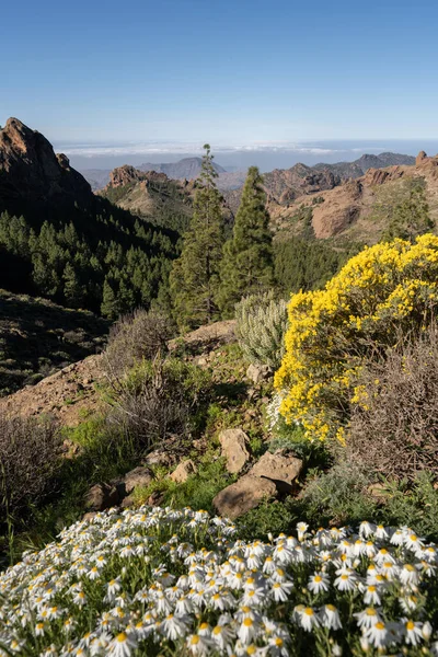 Vista Desde Popular Hito Canario Roque Nublo —  Fotos de Stock