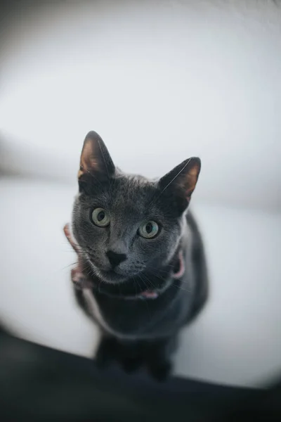 Een Portret Van Een Grijze Britse Kat Een Strikje Zittend — Stockfoto