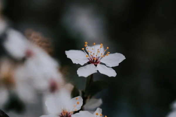 Gros Plan Une Fleur Cerisier Blanc Sur Arbre Dans Une — Photo
