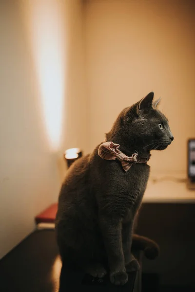 Primer Plano Gato Británico Gris Una Corbata Lazo Sentado Mesa — Foto de Stock