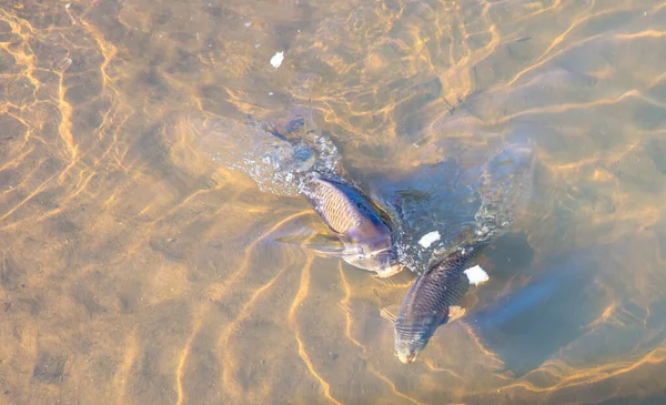 Gros Plan Couple Carpes Dans Eau — Photo