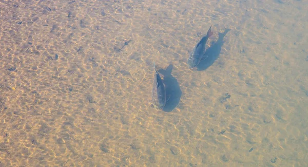 Zbliżenie Kilku Karpiowatych Ryb Wodzie — Zdjęcie stockowe