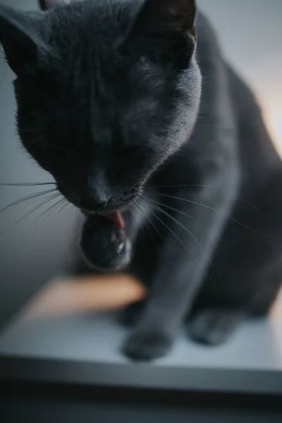 Une Mise Point Sélective Chat Gris Léchant Patte Avec Langue — Photo