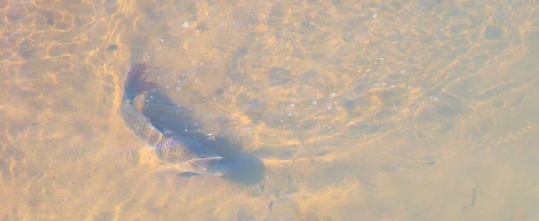 Крупним Планом Знімок Коропа Воді — стокове фото