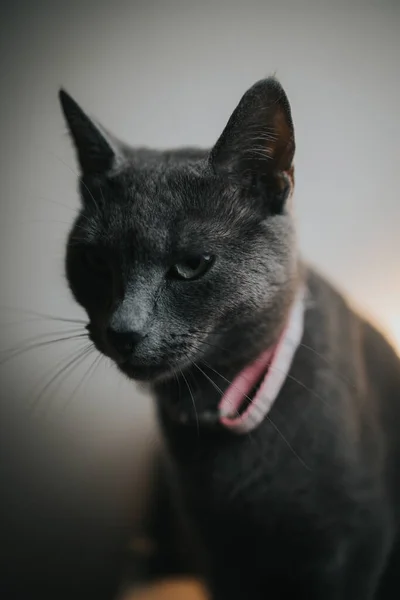 一只灰色的英国猫 打着领结坐在桌子上的画像 — 图库照片