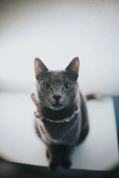 一只灰色英国猫打着领结的画像 — 图库照片