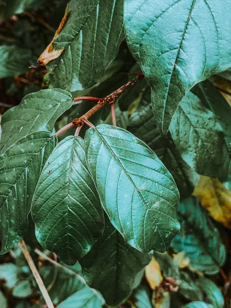 Svislý Záběr Zelených Listů Rostlině Lese Padajícími Suchými Listy Zemi — Stock fotografie