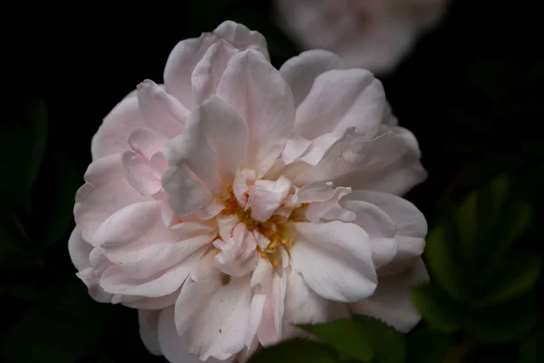 Primer Plano Una Flor Arrugada —  Fotos de Stock