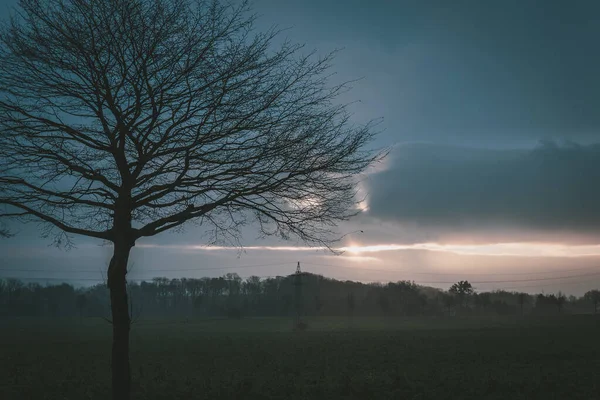 Ein Trockener Baum Auf Einem Feld Während Eines Bewölkten Sonnenuntergangs — Stockfoto