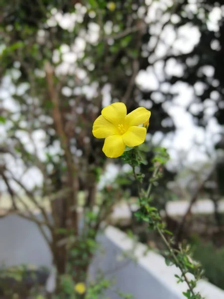 Een Verticaal Schot Van Een Gele Allamanda — Stockfoto