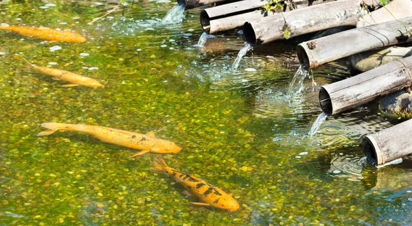 Sebuah Foto Close Dari Sekelompok Ikan Mas Dalam Air — Stok Foto