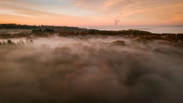 Veduta Aerea Roseo Tramonto Nel Bosco Coperto Nebbia — Foto Stock