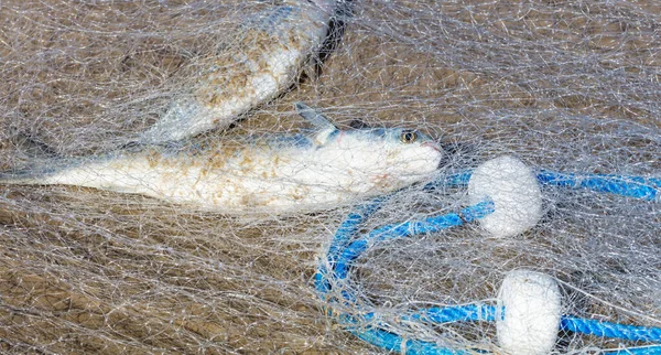 Strzał Zbliżeniowy Sieci Rybackiej Rybami — Zdjęcie stockowe