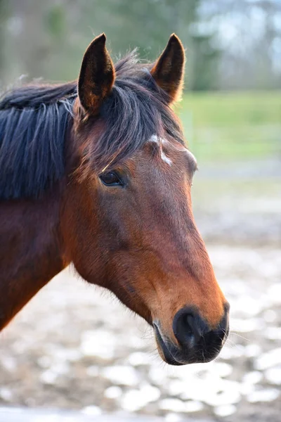 茶色の馬の垂直ショット — ストック写真