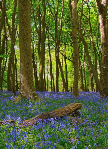 Ein Schöner Schuss Lila Blumen Wald — Stockfoto